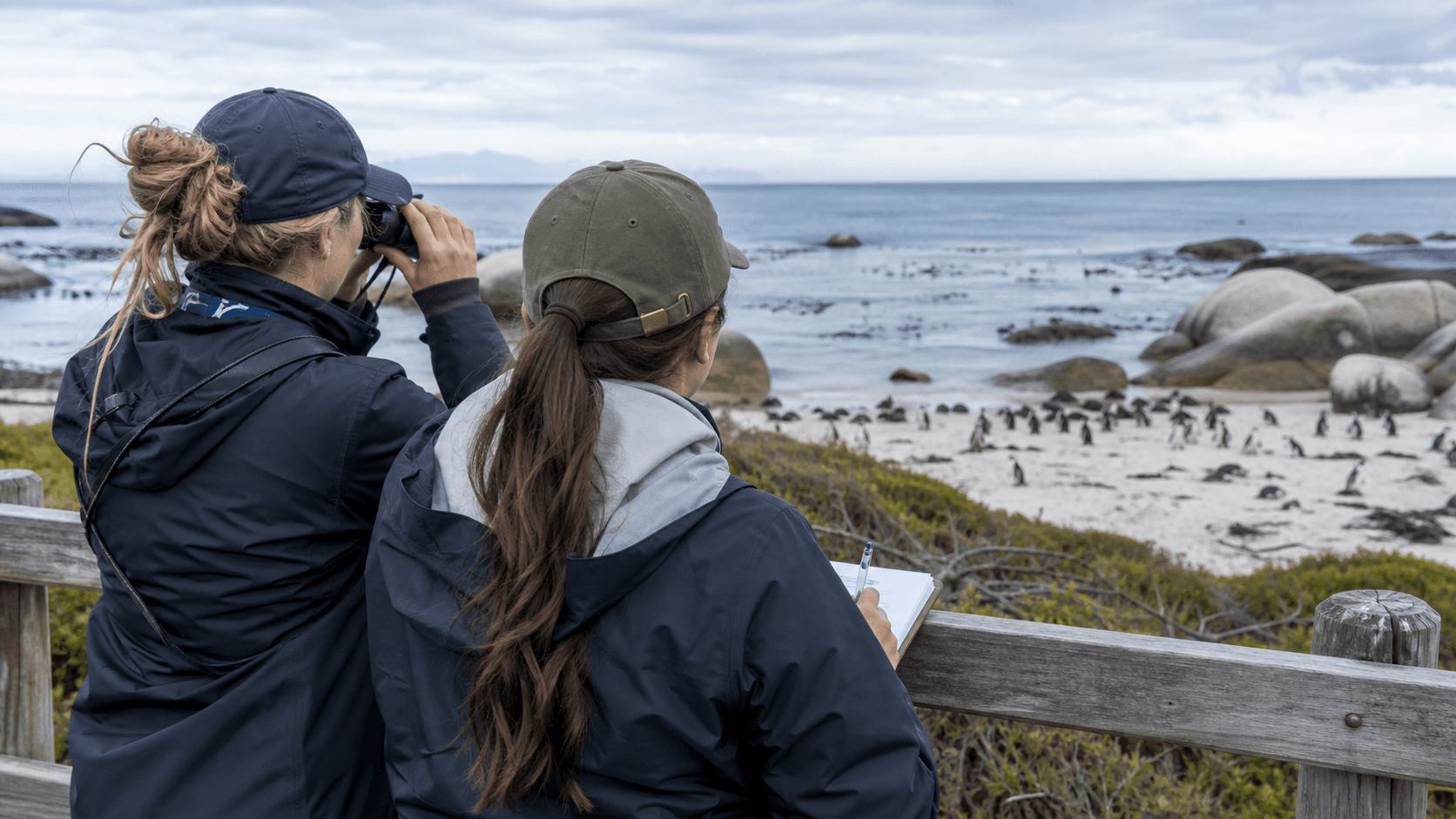 Conservation workers observing an African penguin colony from a protected viewing area.